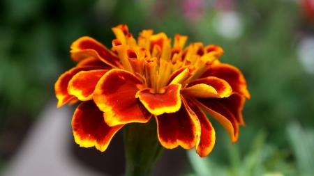 MARIGOLD - leaves, petals, nature, colors