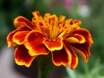 MARIGOLD