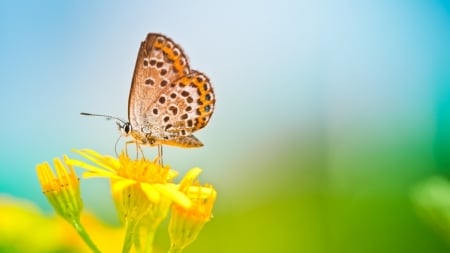 BUTTERFLY - insect, wings, colors, flower