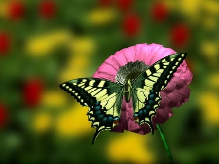 MONARCH - Insect, Flower, Colors, Wings