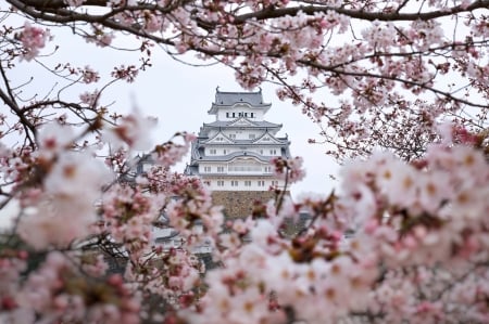 Cherry blossoms - blossoms, spring, castle, japan