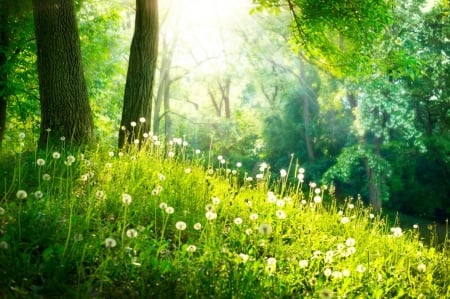 ♥ - greenery, forest, nature, fields