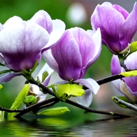 Purple Magnolia