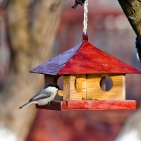 Bird feeder