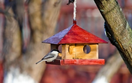 Bird feeder - wooden, park, spring, bird, sweet, tree, birdhouse, cute, bird feeder