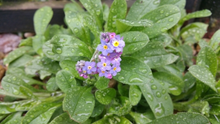 Forget me nots - garden, leaves, flower, blue