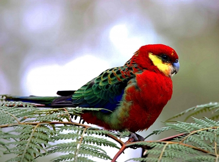 Female Eastern Rosella - Rosella, Female, parrot, Eastern