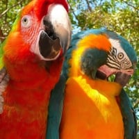 Macaws Under A Tree