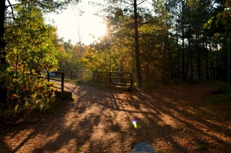 Sunset in Forest - sunrays, path, bridge, trees, sun