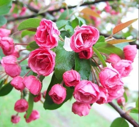 Blooming tree branch - blooming, pink, beauty, flowers, spring, fresh, tree, nature, colors, branch, colorful, green