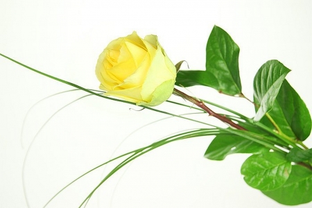 yellow rose - rose, flower, nature, other