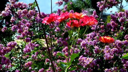 Granada Rose - nature, flowers, rose, granada