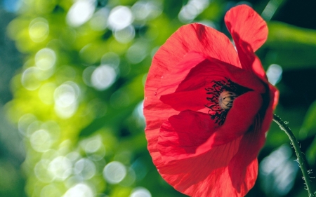 Red poppy - field, flowers, poppy, red