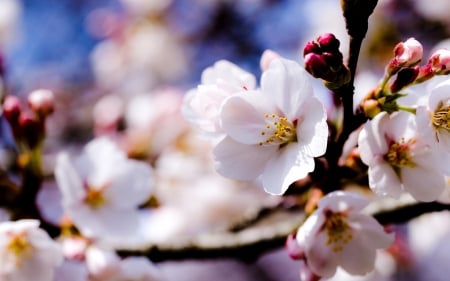 Spring cherry blossoms - flowers, field, white, cherry