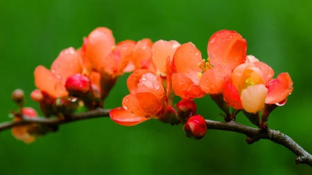 Flowers bloom - bloom, plants, flowers, orange