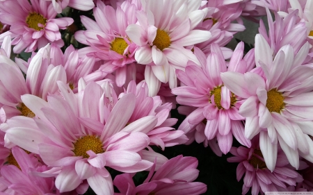 Daisies - daisies, plants, flowers, pink