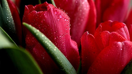 Red tulips - leaves, tulips, green, red