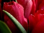 Red tulips