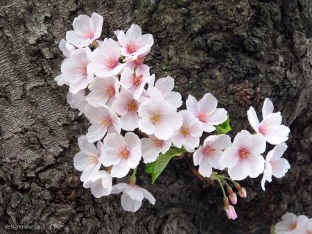 Spring flowers - field, flowers, bloom, spring