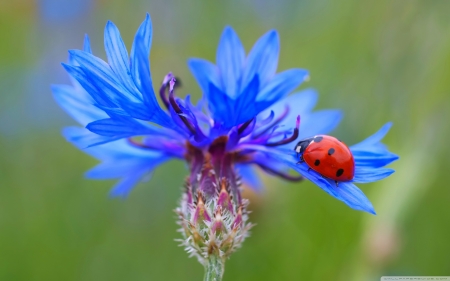 Lady bug in flower