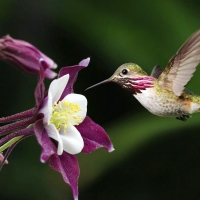 Humming-bird