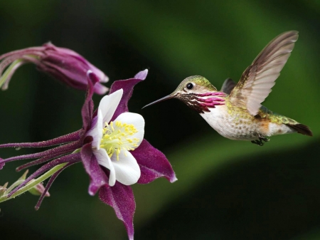 Humming-bird - bird, humming-bird, small, flower, natural, free, animal, nature, purple, flight