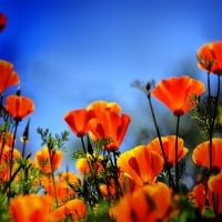 Lovely Poppies