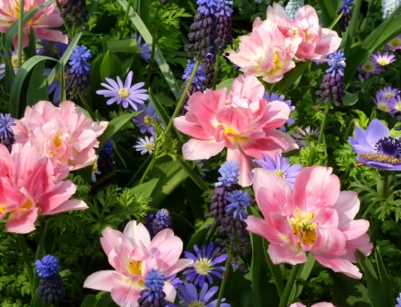 Spring at Keukenhof, Netherlands - tulips, blossoms, blue, plants, rose, petals, park