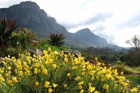 Springtime in California - usa, agave, clouds, blossoms, landscape, plants, mountains