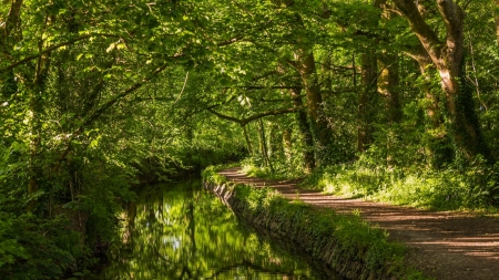 forest trail along a british stream - trail, forest, reflection, stream, green