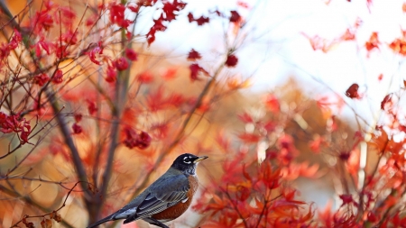 Little Bird - tree, nature, bird, autumn