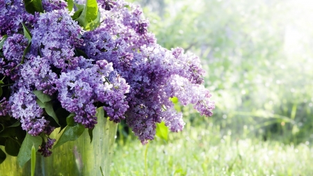 Lilac - purple, field, vine, flowers