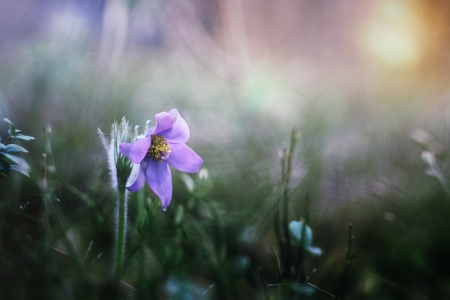 â™¥ - nature, purple, flower, soft