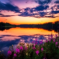 Lake wildflowers at sunset