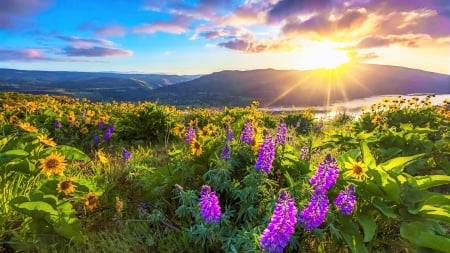 LUPINE FLOWER FIELDS