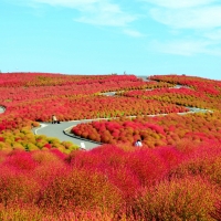 National Seaside Park,Japan