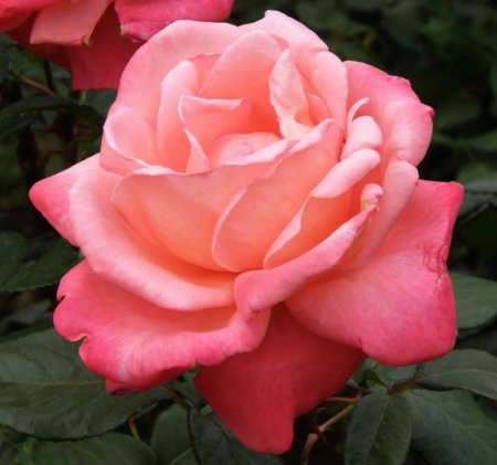 Hybrid Tea Rose - nature, tearose, bloom, petals, flowers