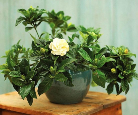 Top Fragrant Houseplants