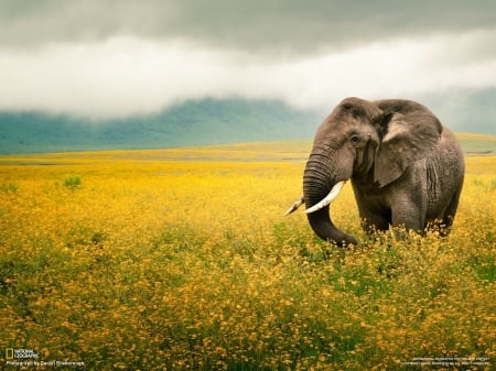 Elephant - National Geographic, fauna, nature, Elephant, flora