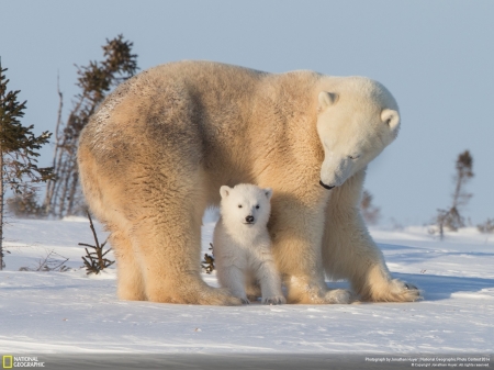 Polar Bears - National Geographic, baba, snow, ice, mama, cold, arctic, Polar Bears, animals