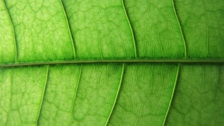 Leaf - Leaf, nature, plant, flora