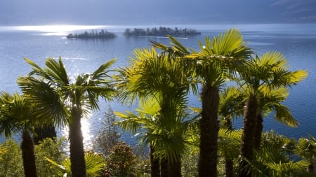 Lago Maggiore, Switzerland   Italy - palm trees, islands, water, reflection