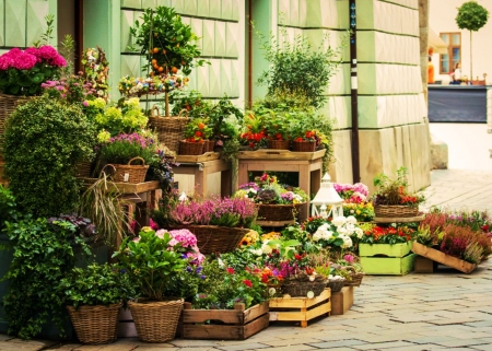 Flower Shop - cases, flowers, house, blossoms