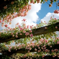 Rose Arbor,Kew Gardens,London