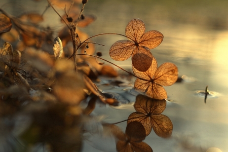 áƒ¦ - nature, reflection, wter, splendor, leaves, sunset