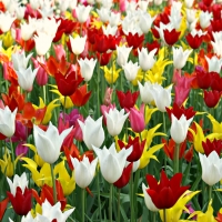 Holland Tulips