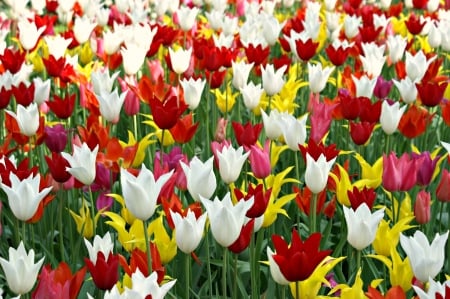 Holland Tulips