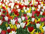 Holland Tulips