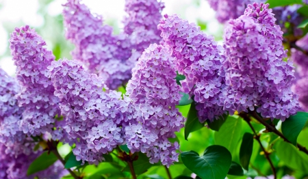 Lilacs - flowers, purple, lilacs, violet, leaves