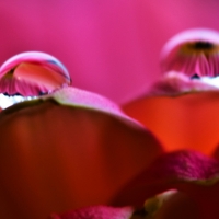 Dew Drops on Petals